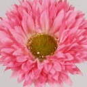 [4956] gerbera (Alternative 4)