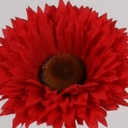 [4957] gerbera (Alternative 5)