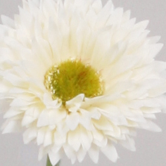 gerbera