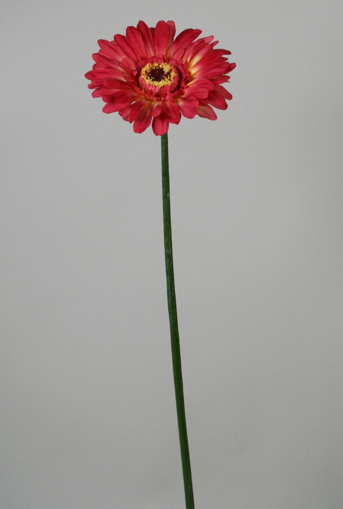 Gerbera