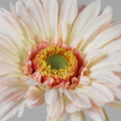 Gerbera