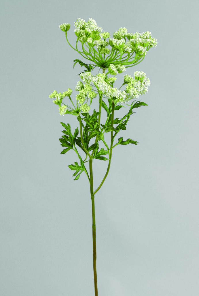 Queen Annes Lace 