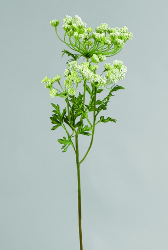 [9921] queen annes lace 