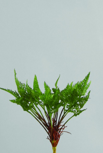 [9968] fern bush 