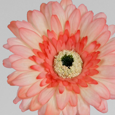 [6223] gerbera (Alternative 3)