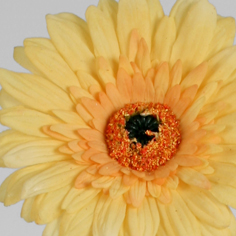 [6225] gerbera (Alternative 4)