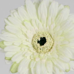 [6226] gerbera (Alternative 5)