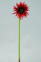 [9778] gerbera (Alternative 1)