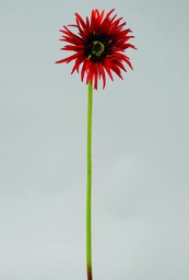 [9778] gerbera (Alternative 1)
