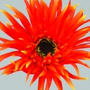 [9779] gerbera (Alternative 2)