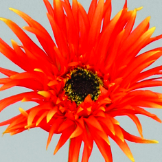 gerbera