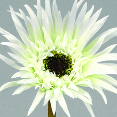 [9780] gerbera (Alternative 3)