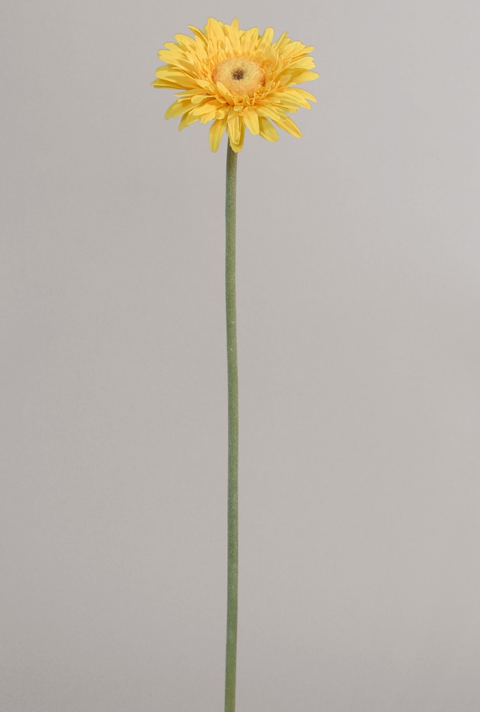 Gerbera