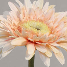 Gerbera