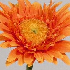 Gerbera