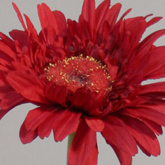 Gerbera