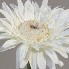 Gerbera