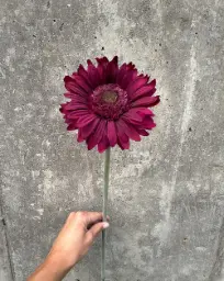 [9142-6] Gerbera (Alternative 6)