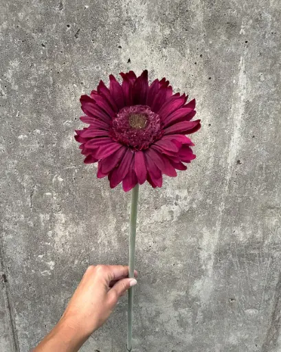 Gerbera