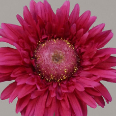 Gerbera