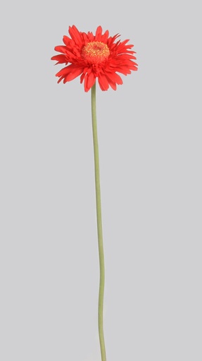 gerbera
