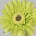 [9142-9] gerbera (Alternative 9)