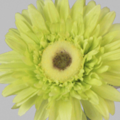 Gerbera