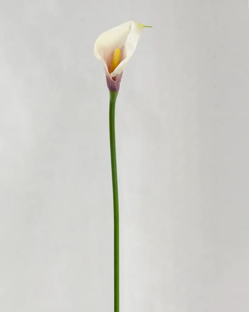 Calla