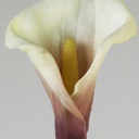 [6917] Calla (Alternative 1)