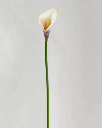 Calla