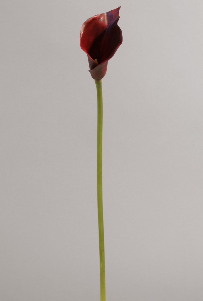 Calla