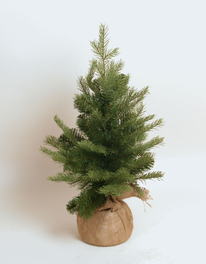 Picea 