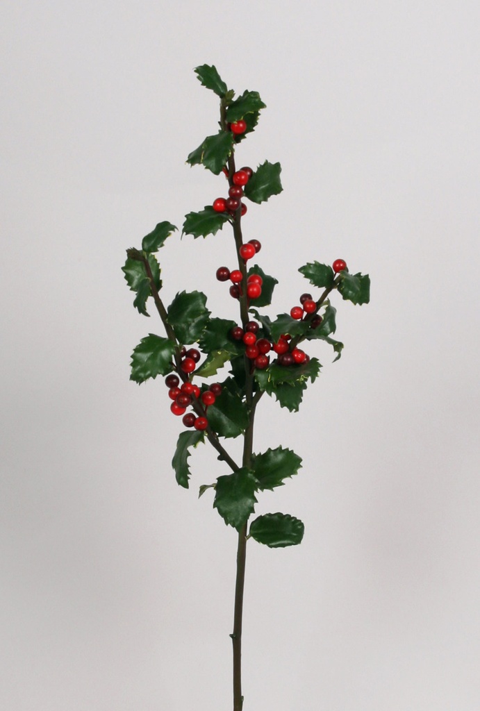 Ilex 