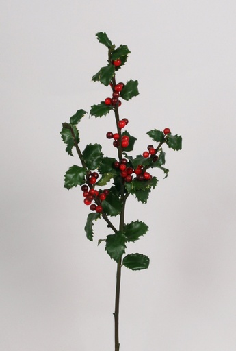 Ilex 