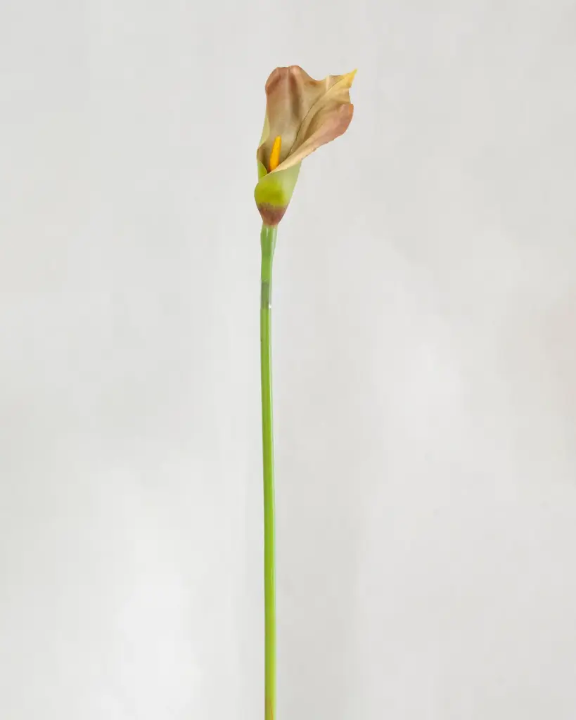 Calla