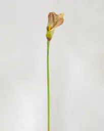 [9135-3] Calla (Alternative 3)
