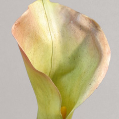 Calla