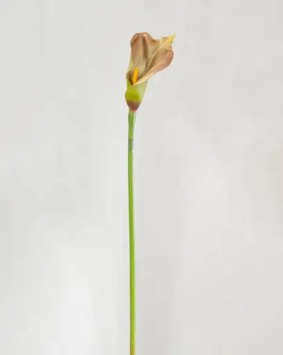 Calla