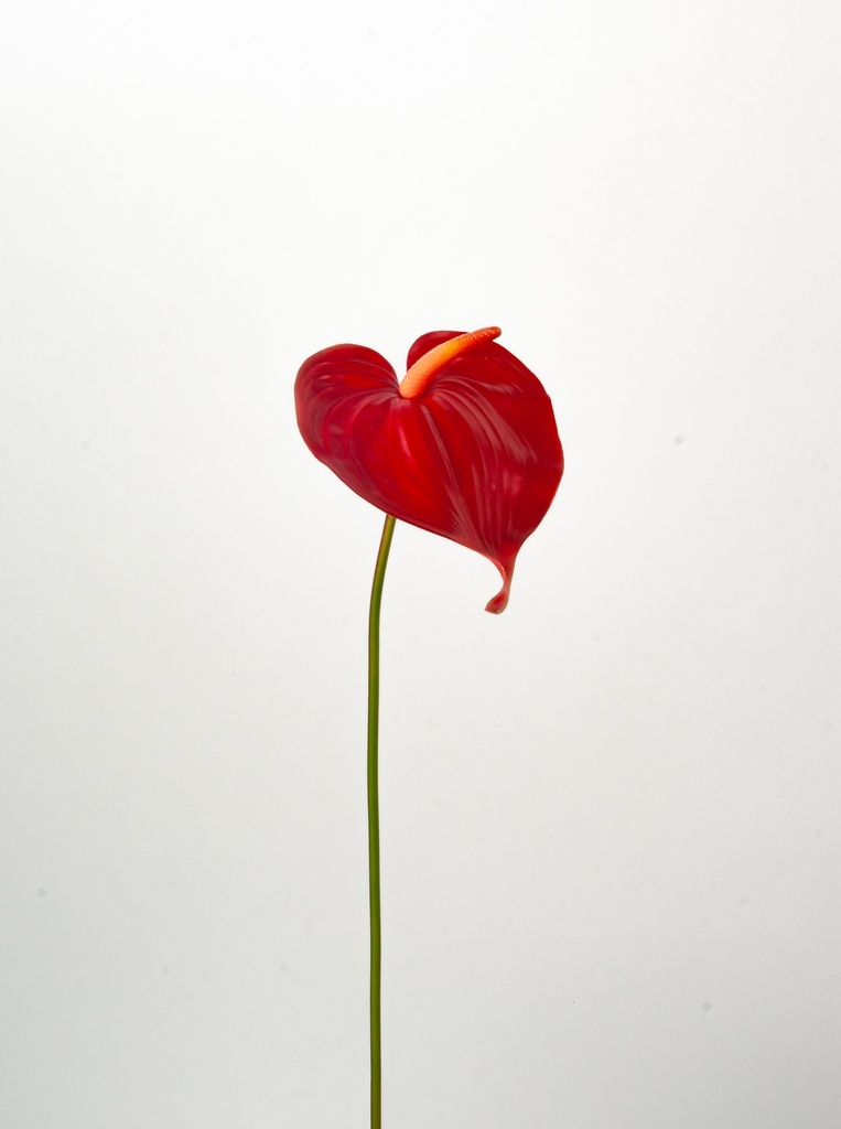 Anthurium