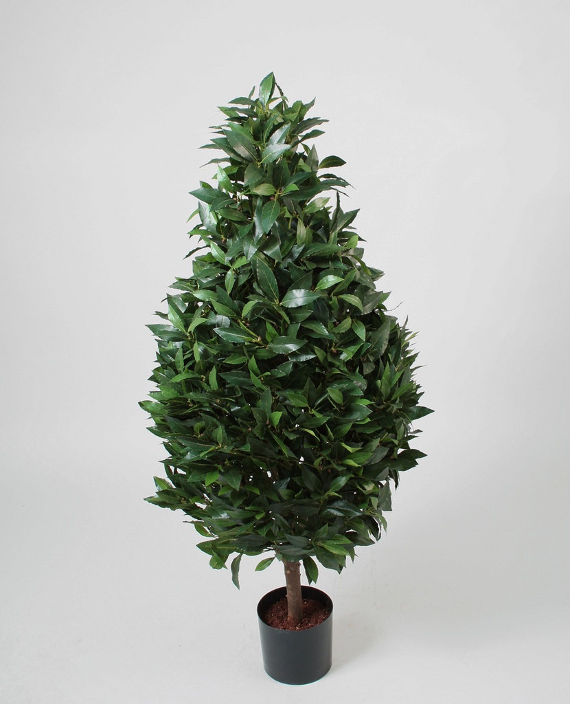 laurel 