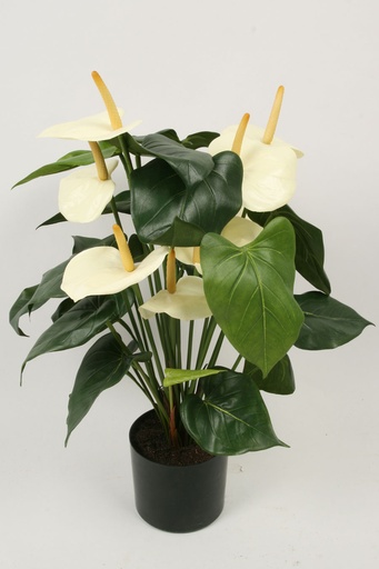 anthurium 