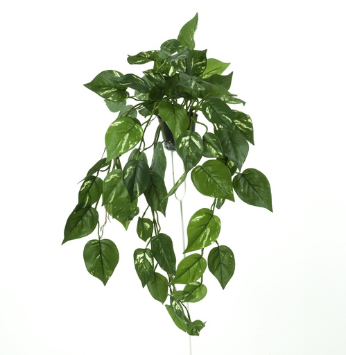 golden pothos potted 