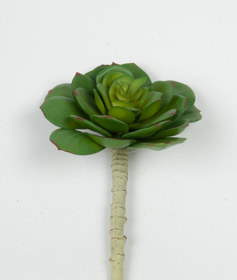 succulent 