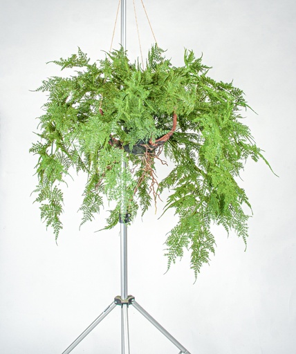 asparragus hanging 