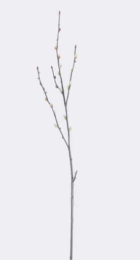 pussy willow 
