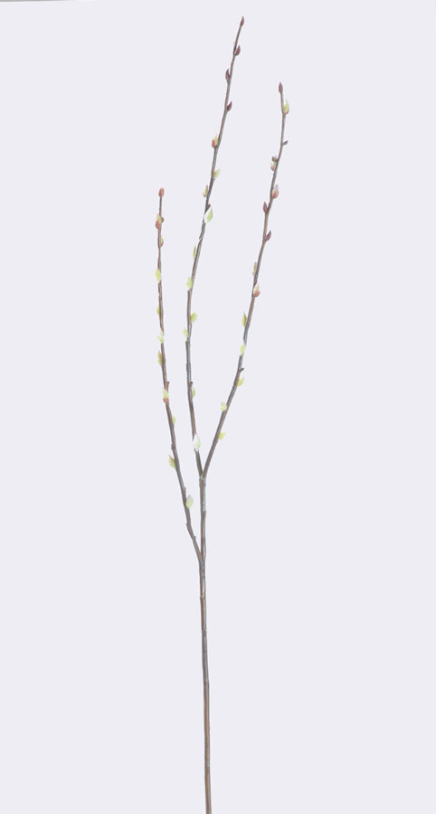 Pussy Willow 