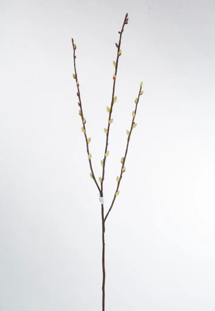 Pussy Willow 