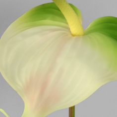 Anthurium