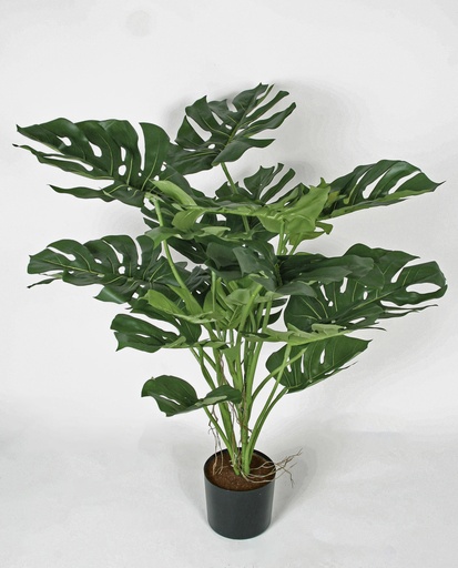 [1255-090] split leaf philodendron 