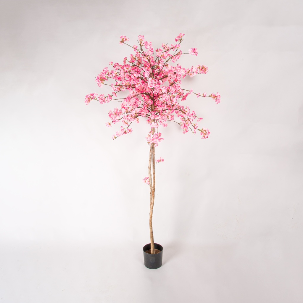 cherry blossom 
